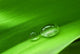 Drops Leaf
