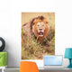 Lion Panthera Leo Wall Mural