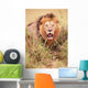 Lion Panthera Leo Wall Mural