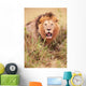 Lion Panthera Leo Wall Mural
