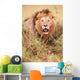 Lion Panthera Leo Wall Mural