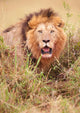 Lion Panthera Leo Wall Mural