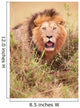 Lion Panthera Leo Wall Mural