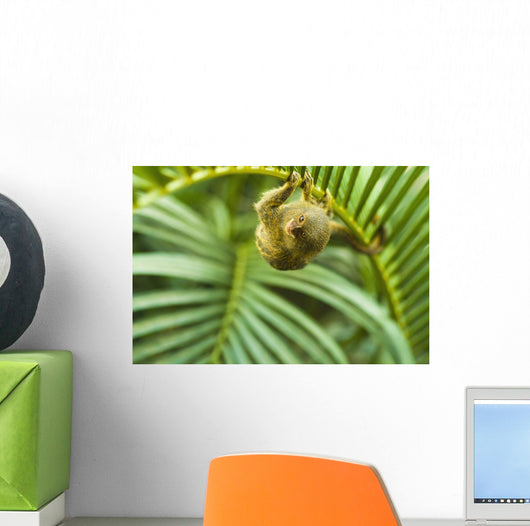 Pygmy Marmosets Native to Wall Decal