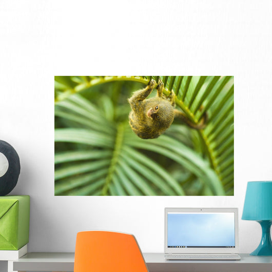 Pygmy Marmosets Native to Wall Decal