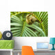 Pygmy Marmosets Native to Wall Decal