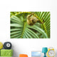 Pygmy Marmosets Native to Wall Decal