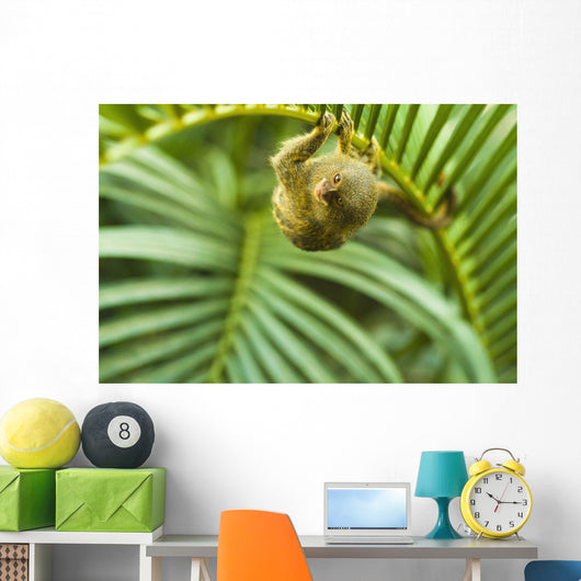 Pygmy Marmosets Native to Wall Decal