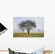 Trees shrouded in mist in springtime Wall Mural