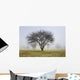 Trees shrouded in mist in springtime Wall Mural