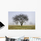 Trees shrouded in mist in springtime Wall Mural