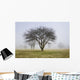 Trees shrouded in mist in springtime Wall Mural