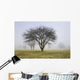 Trees shrouded in mist in springtime Wall Mural
