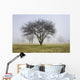 Trees shrouded in mist in springtime Wall Mural
