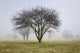 Trees shrouded in mist in springtime Wall Mural