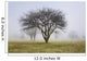Trees shrouded in mist in springtime Wall Mural