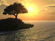Tree Boat Wall Decal