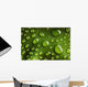 Water Drops Leaf