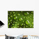 Water Drops Leaf