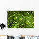 Water Drops Leaf