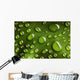 Water Drops Leaf