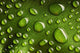 Water Drops Leaf
