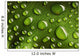 Water Drops Leaf