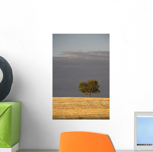 A single tree in a golden field at sunrise;Alberta canada Wall Mural