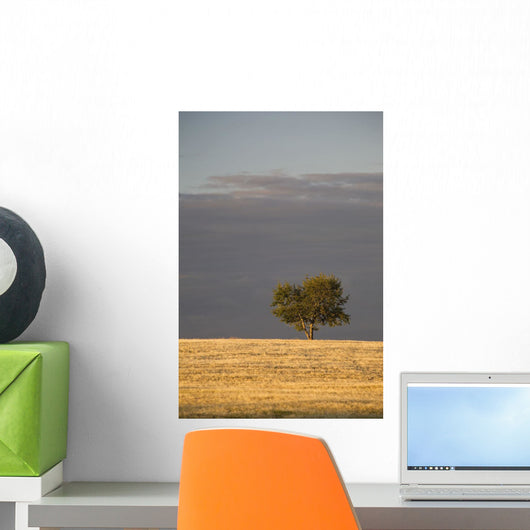 A single tree in a golden field at sunrise;Alberta canada Wall Mural