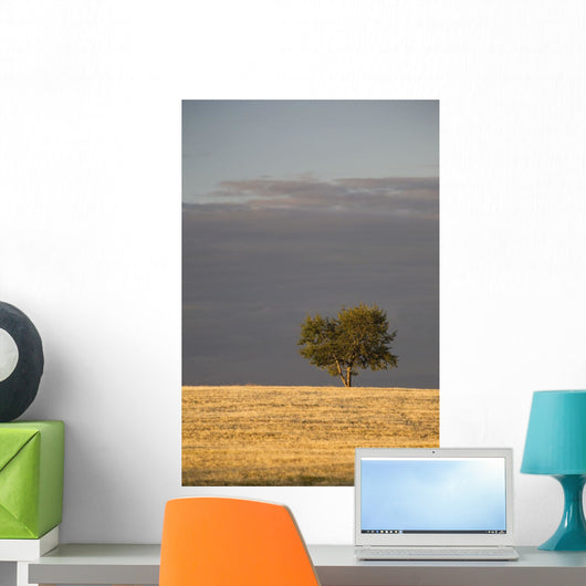 A single tree in a golden field at sunrise;Alberta canada Wall Mural