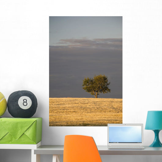 A single tree in a golden field at sunrise;Alberta canada Wall Mural