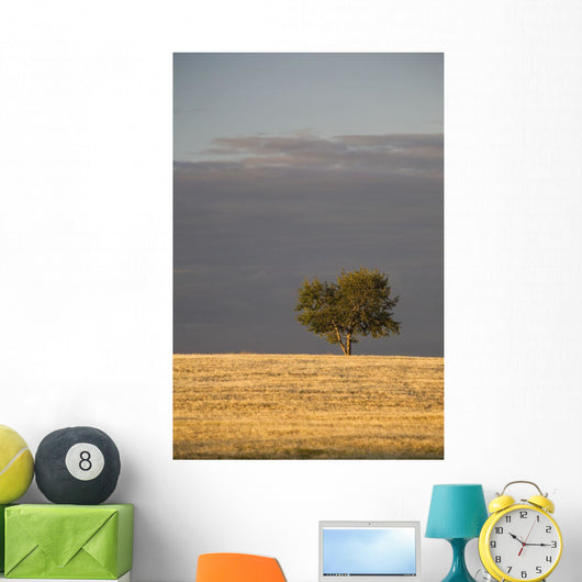 A single tree in a golden field at sunrise;Alberta canada Wall Mural