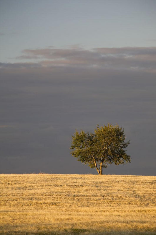 A single tree in a golden field at sunrise;Alberta canada Wall Mural