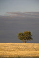 A single tree in a golden field at sunrise;Alberta canada Wall Mural