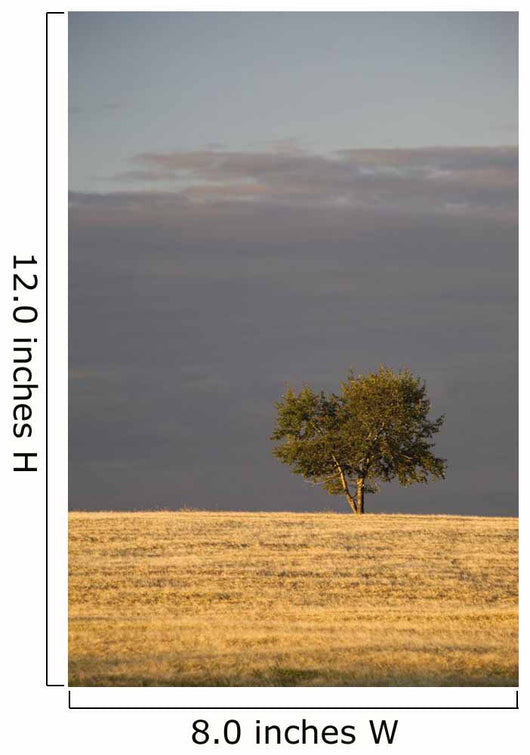 A single tree in a golden field at sunrise;Alberta canada Wall Mural