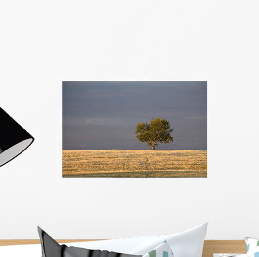 A single tree in a golden field at sunrise;Alberta canada Wall Mural