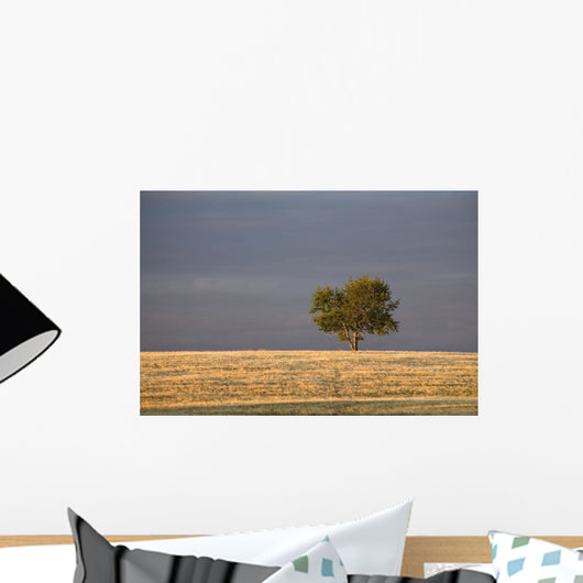 A single tree in a golden field at sunrise;Alberta canada Wall Mural