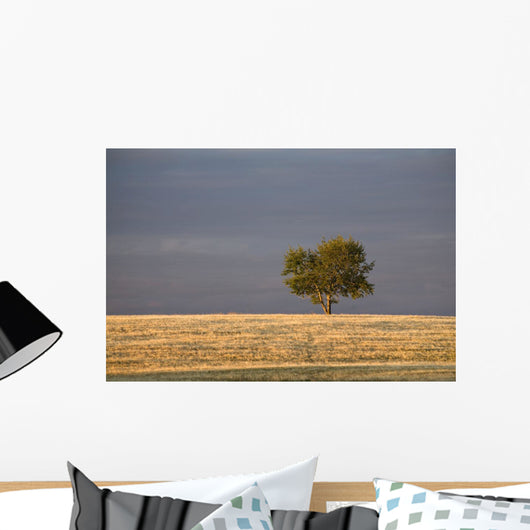 A single tree in a golden field at sunrise;Alberta canada Wall Mural