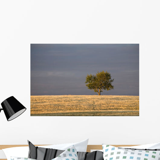 A single tree in a golden field at sunrise;Alberta canada Wall Mural