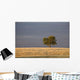 A single tree in a golden field at sunrise;Alberta canada Wall Mural
