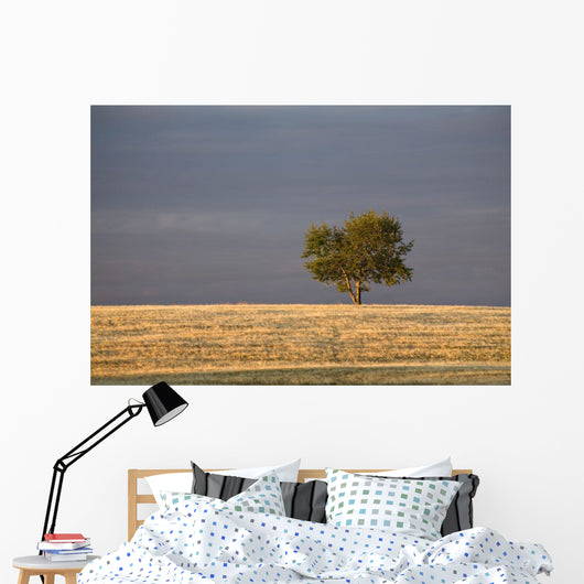 A single tree in a golden field at sunrise;Alberta canada Wall Mural