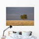 A single tree in a golden field at sunrise;Alberta canada Wall Mural