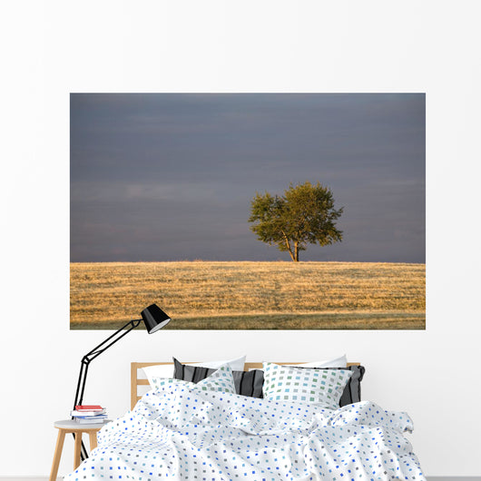 A single tree in a golden field at sunrise;Alberta canada Wall Mural