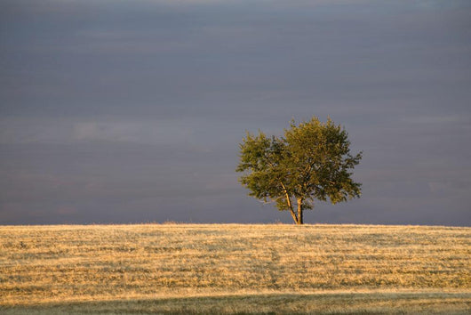 A single tree in a golden field at sunrise;Alberta canada Wall Mural