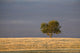 A single tree in a golden field at sunrise;Alberta canada Wall Mural