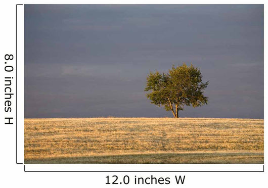 A single tree in a golden field at sunrise;Alberta canada Wall Mural