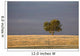 A single tree in a golden field at sunrise;Alberta canada Wall Mural