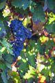 Grapes growing on a vine;Laguardia la rioja spain Wall Mural