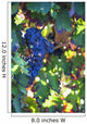 Grapes growing on a vine;Laguardia la rioja spain Wall Mural