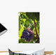 Grapes growing on a vine;La rioja spain Wall Mural